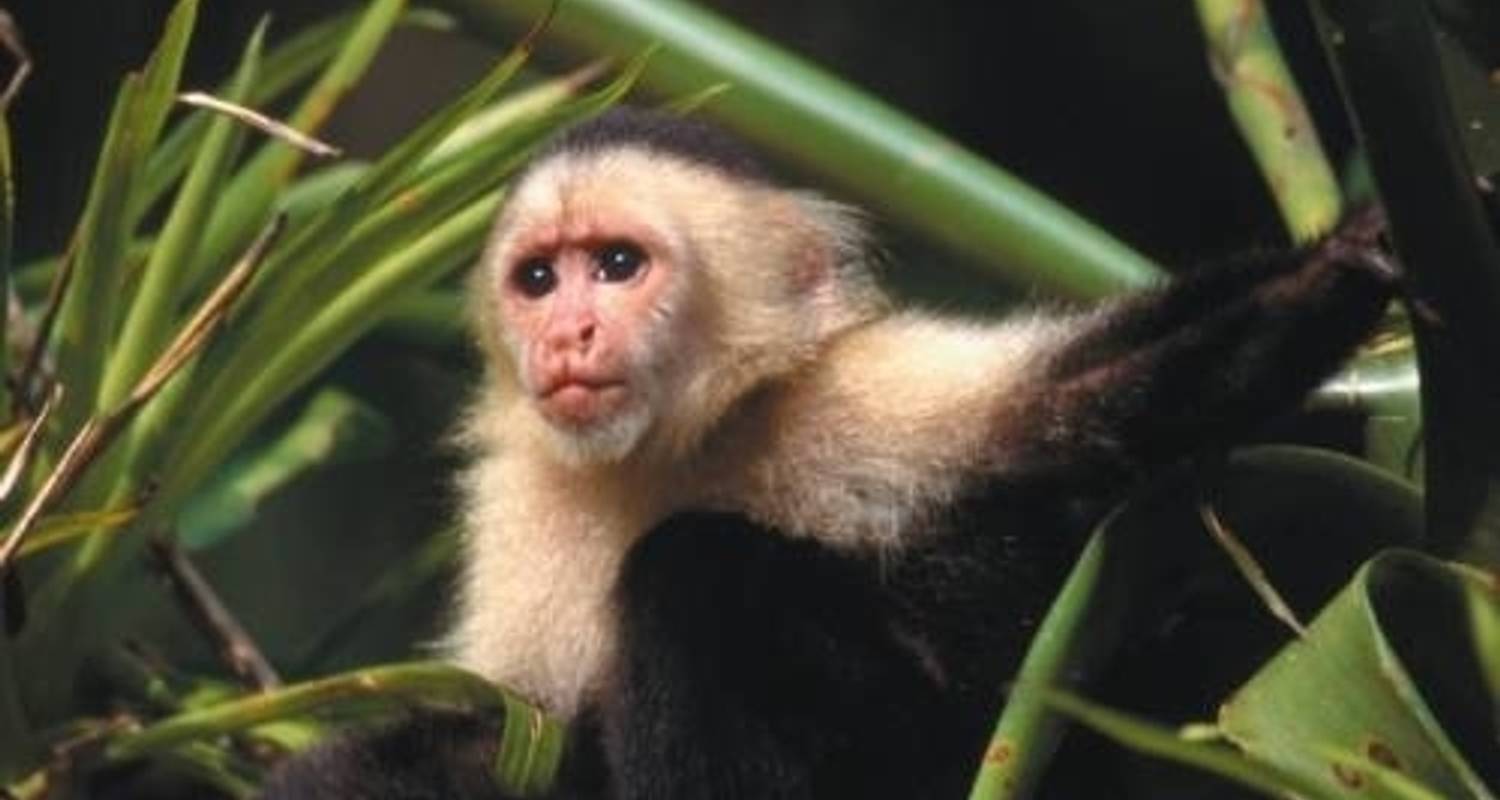 Le meilleur du Costa Rica - World Expeditions