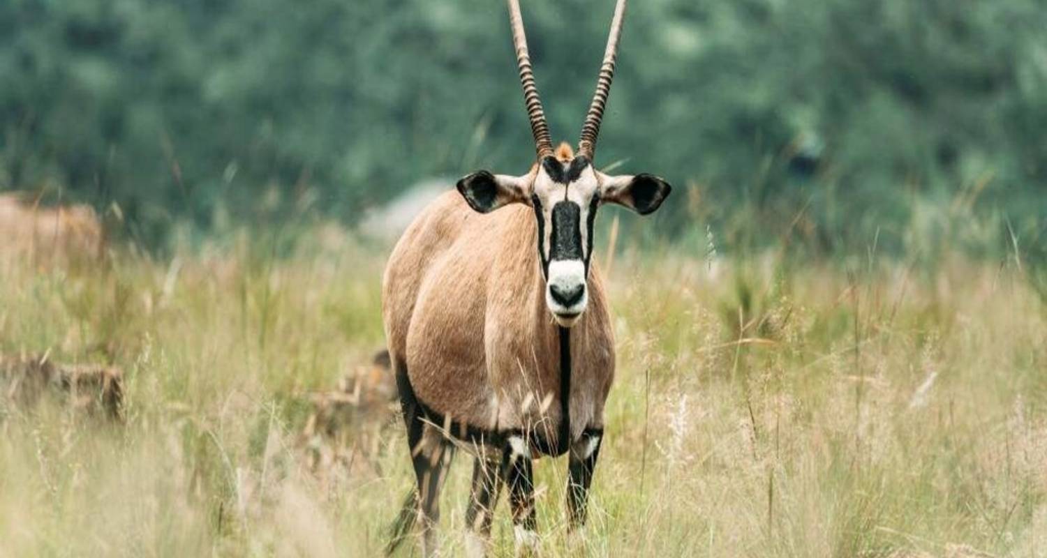 ½-Day Guided Safari Experience in Pilanesberg - Knap Tours Limited