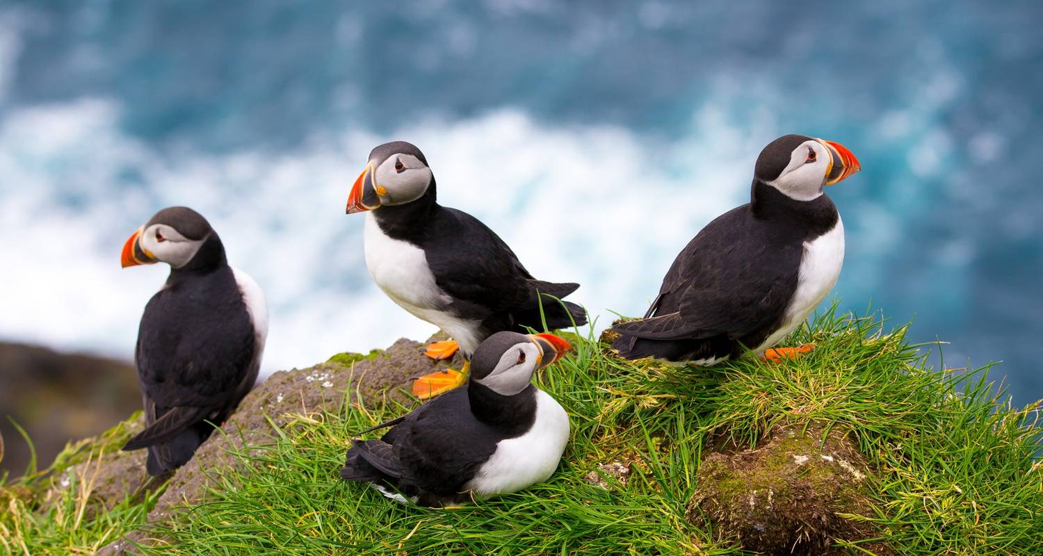 Island pleasure - Faroe Islands for connoisseurs 11 Days