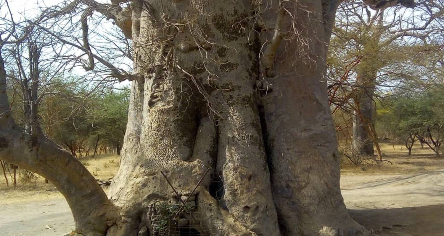 Senegal Highlights 6 Days / 5 Nights