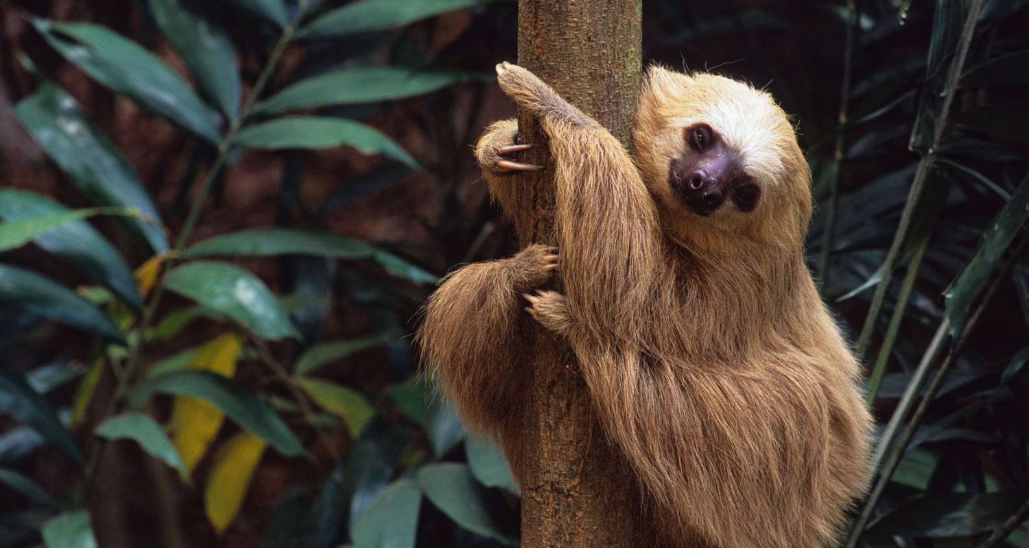 Panama & Costa Rica: Caribbean Coasts, Rainforests & Volcanoes (Multi county)