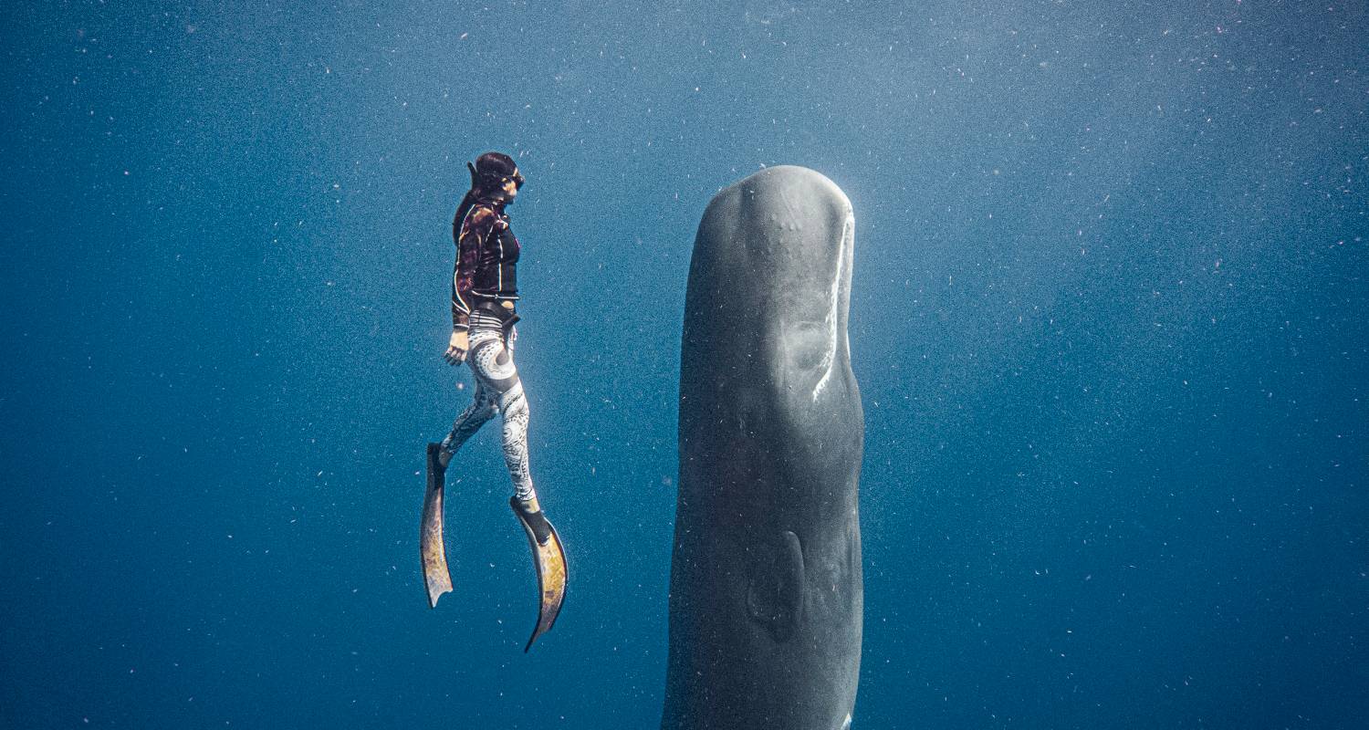 Geluxe : Dominique : Baleines, chutes d'eau et Caraïbes sauvages - G Adventures