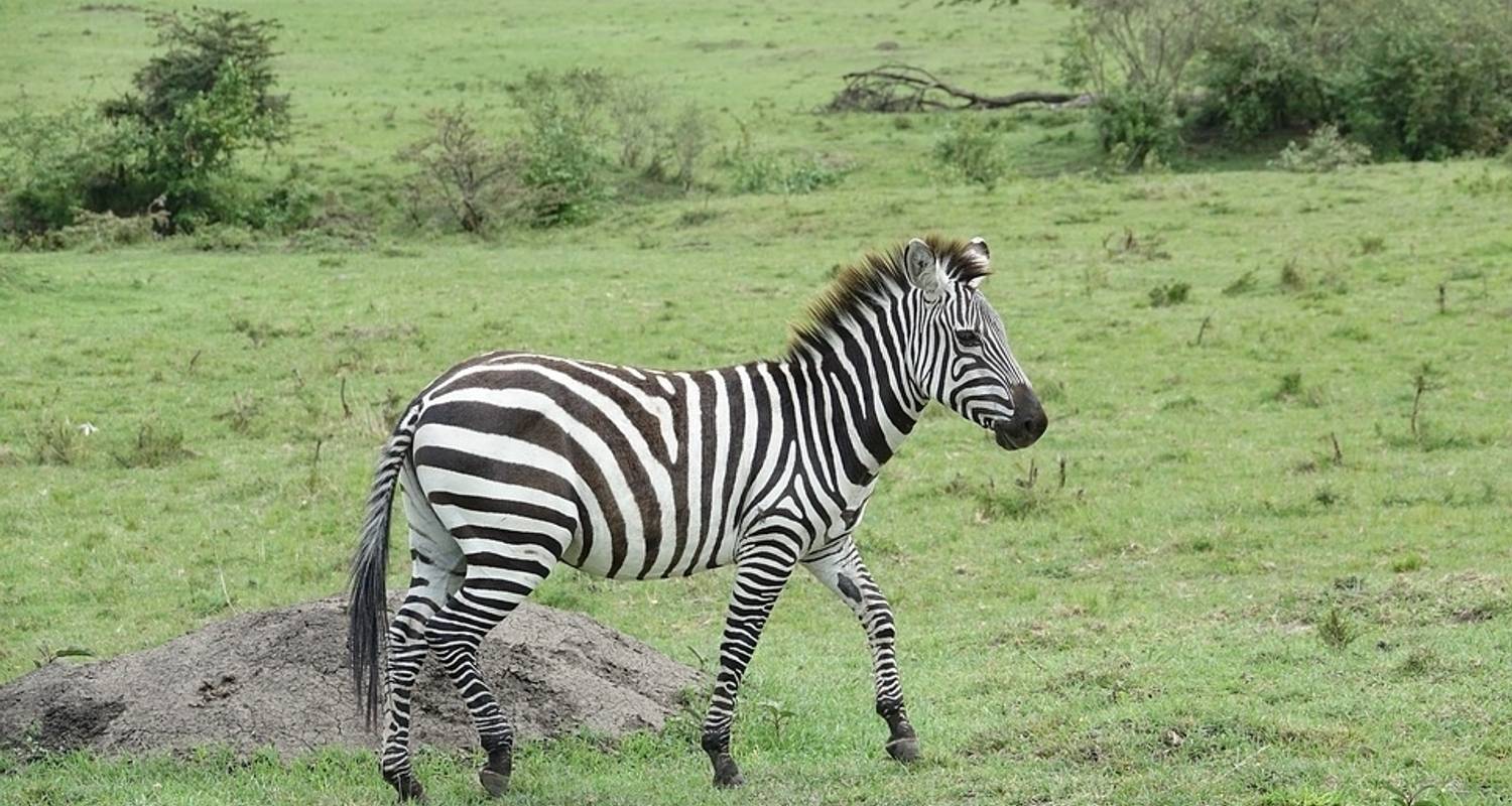 Safari classique, le composant - Absolute Africa