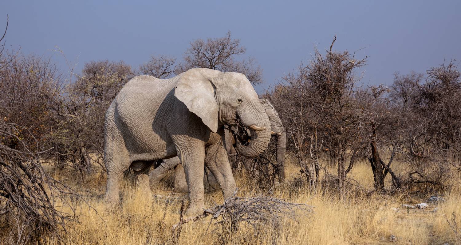 Botswana and Falls Overland: Wildlife Walks & Safari Drives - G Adventures