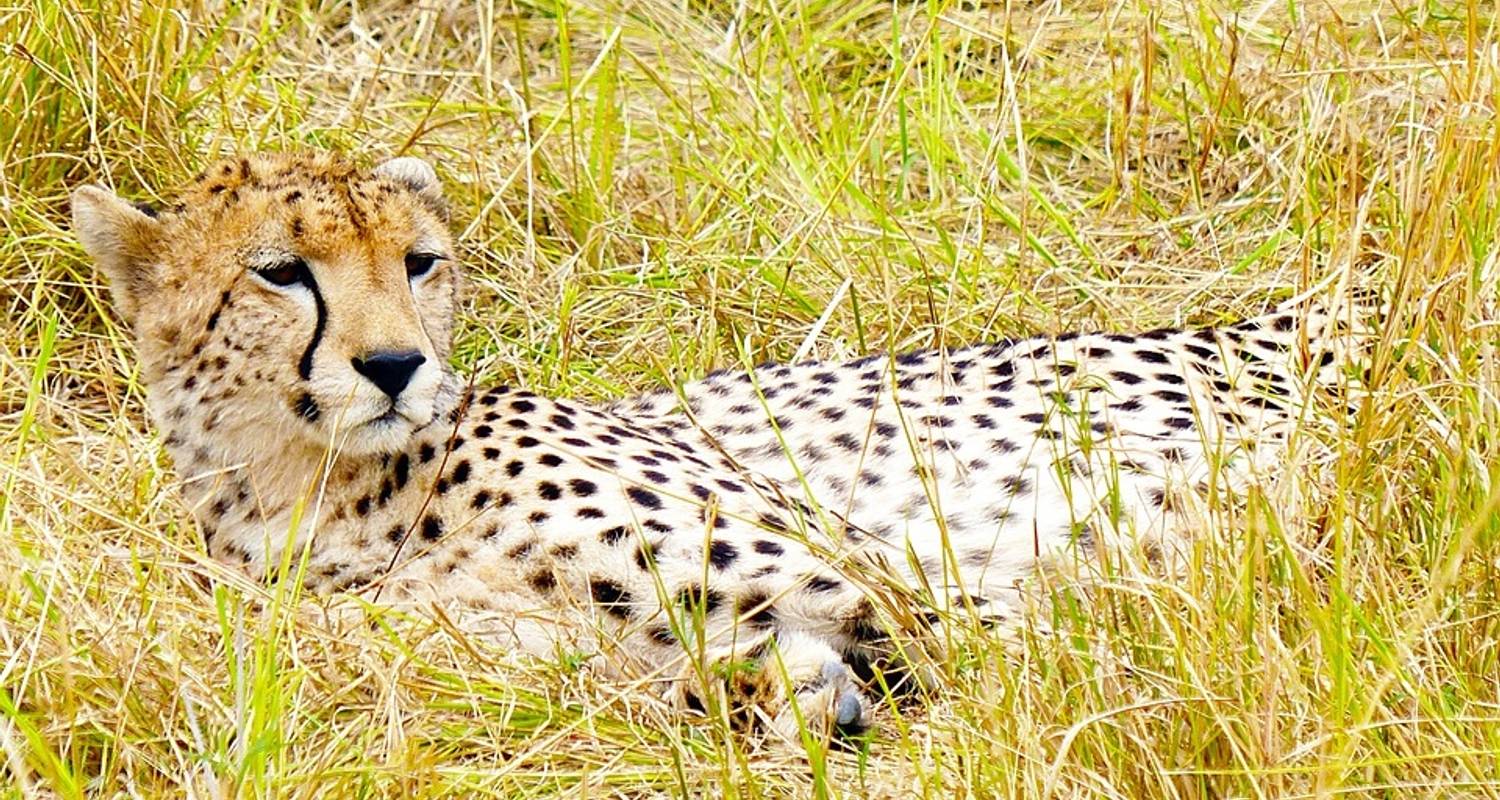 Great Migration Masai Mara and Serengeti - Sed Adventures Tours and Safaris