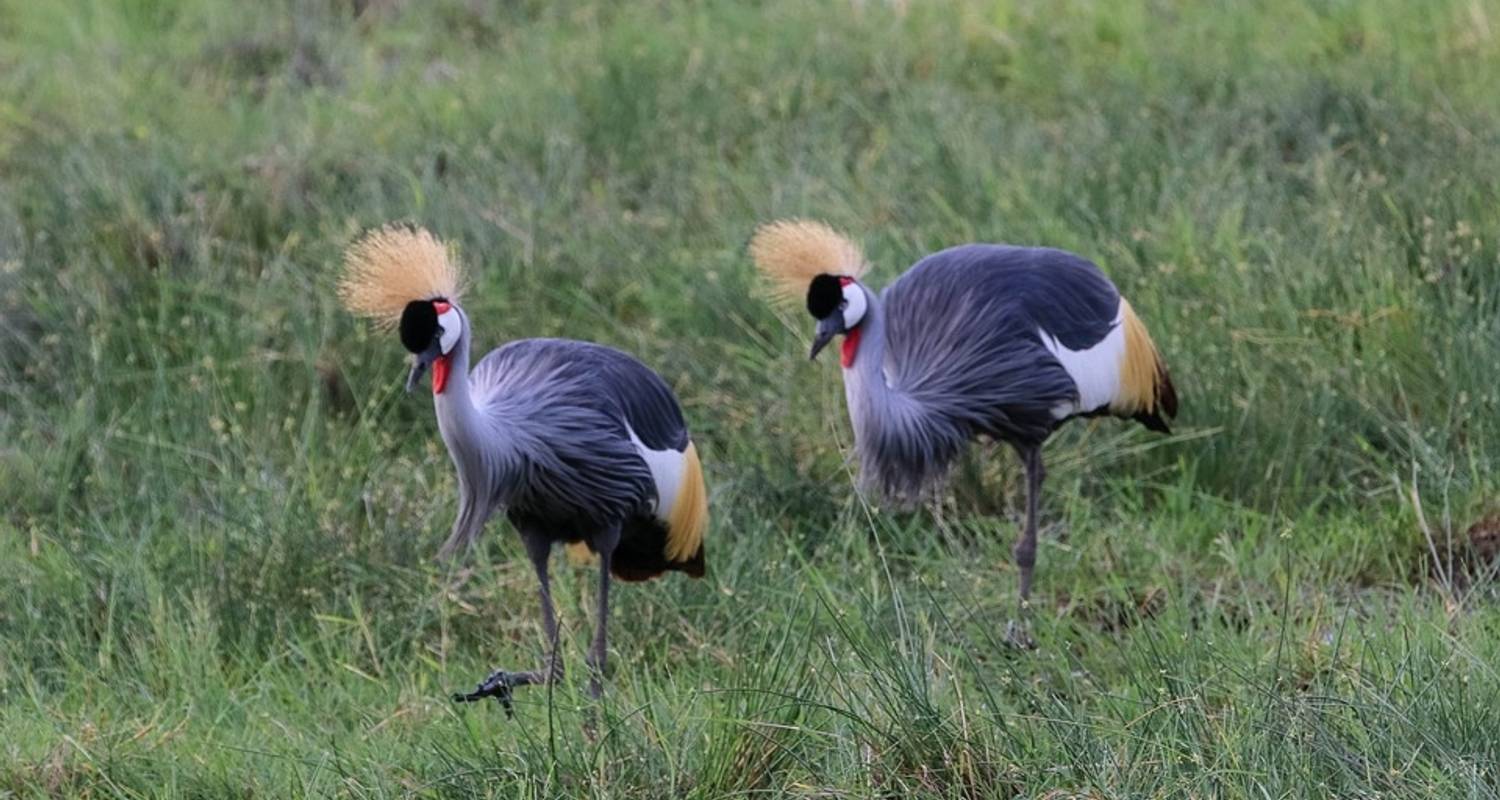 Национальный парк Амбосели птицы