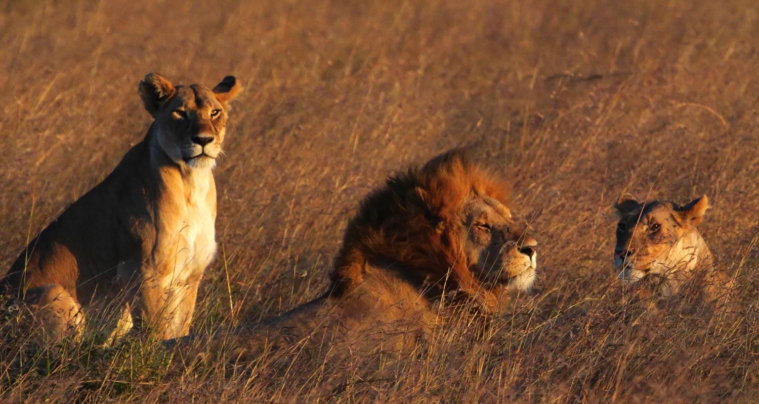 Murchison Falls Wildlife Touren