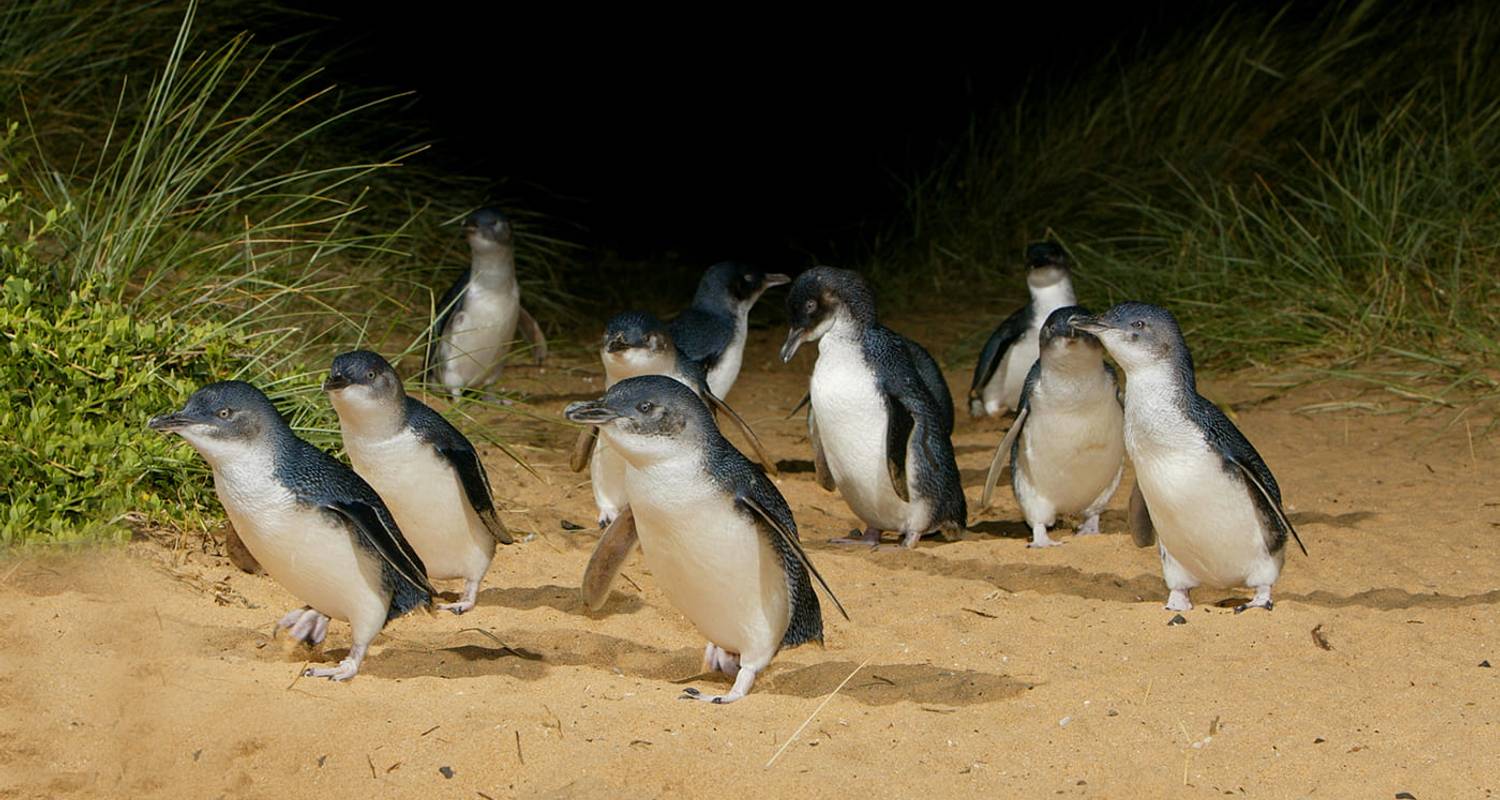 Geführte Rundreisen in Australien