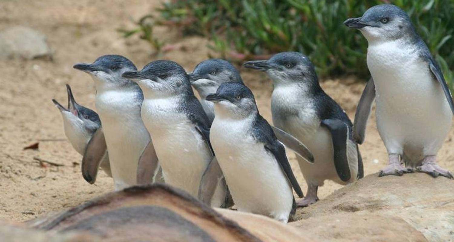 Penguin Parade and Wildlife Tour 1 DAY - Wildlife Tours Australia