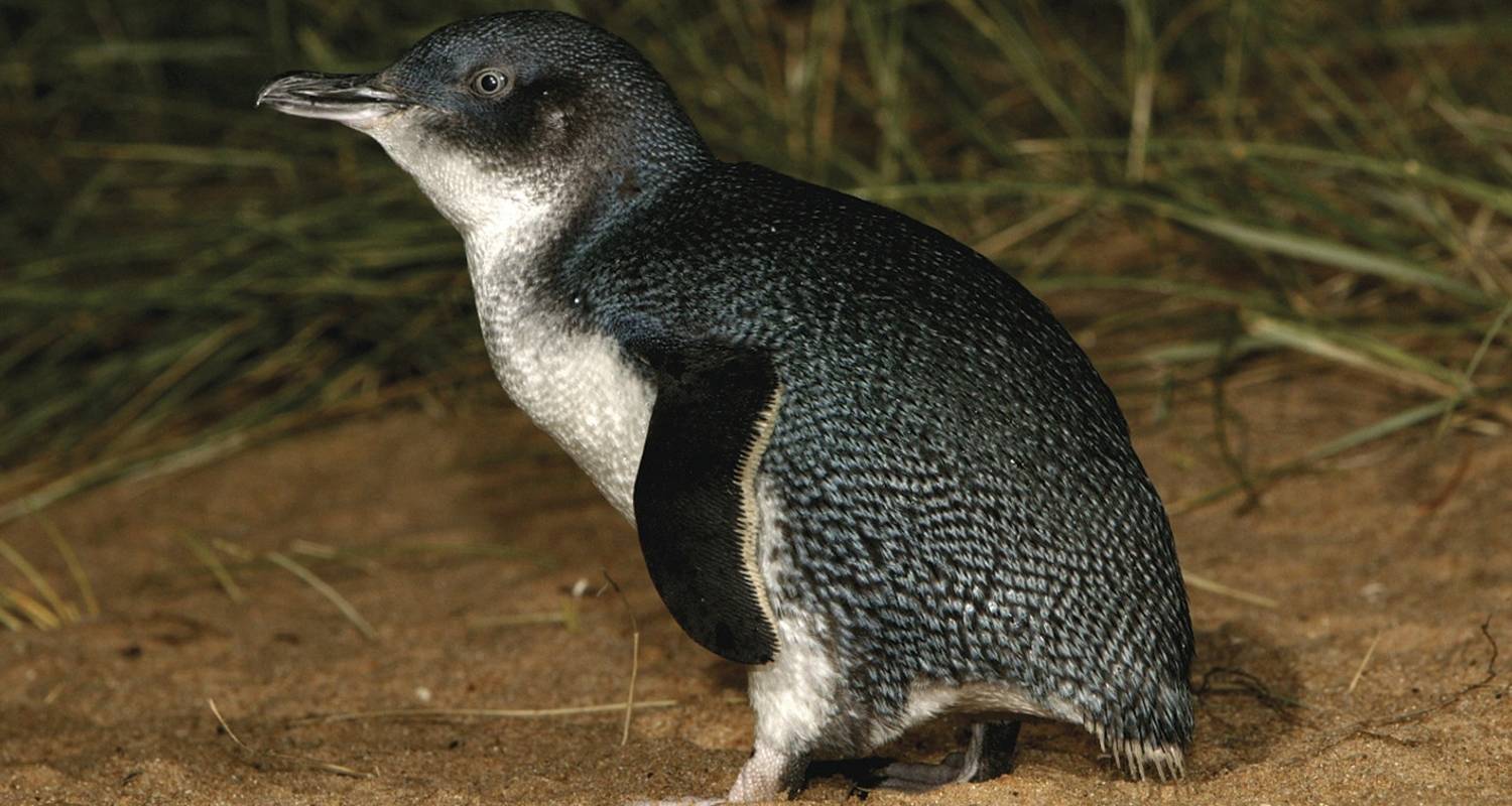Penguin Parade and Wildlife Tour 1 DAY by Wildlife Tours Australia
