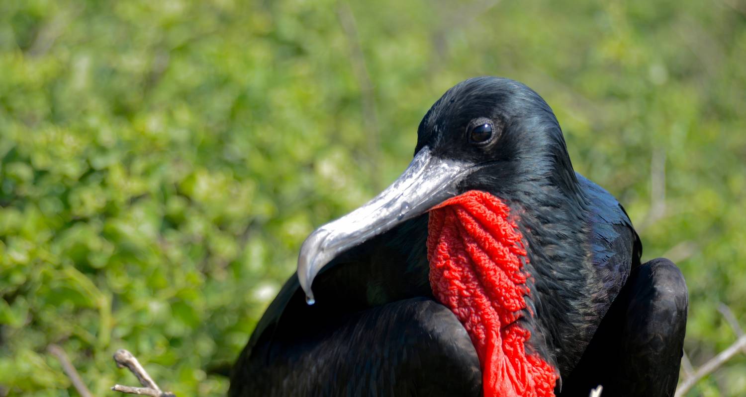 Circuit incroyable terrestre aux Galápagos de 5 jours, avec visite de 3 îles - 5 jours - Nature Galapagos & Ecuador