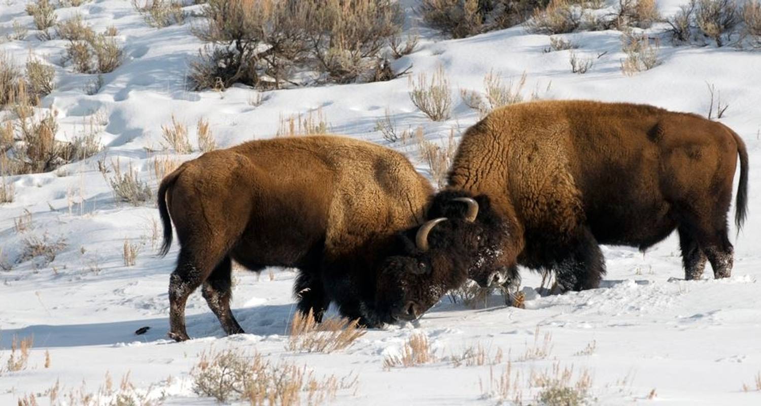 Le pays des merveilles de l'hiver à Yellowstone - Globus