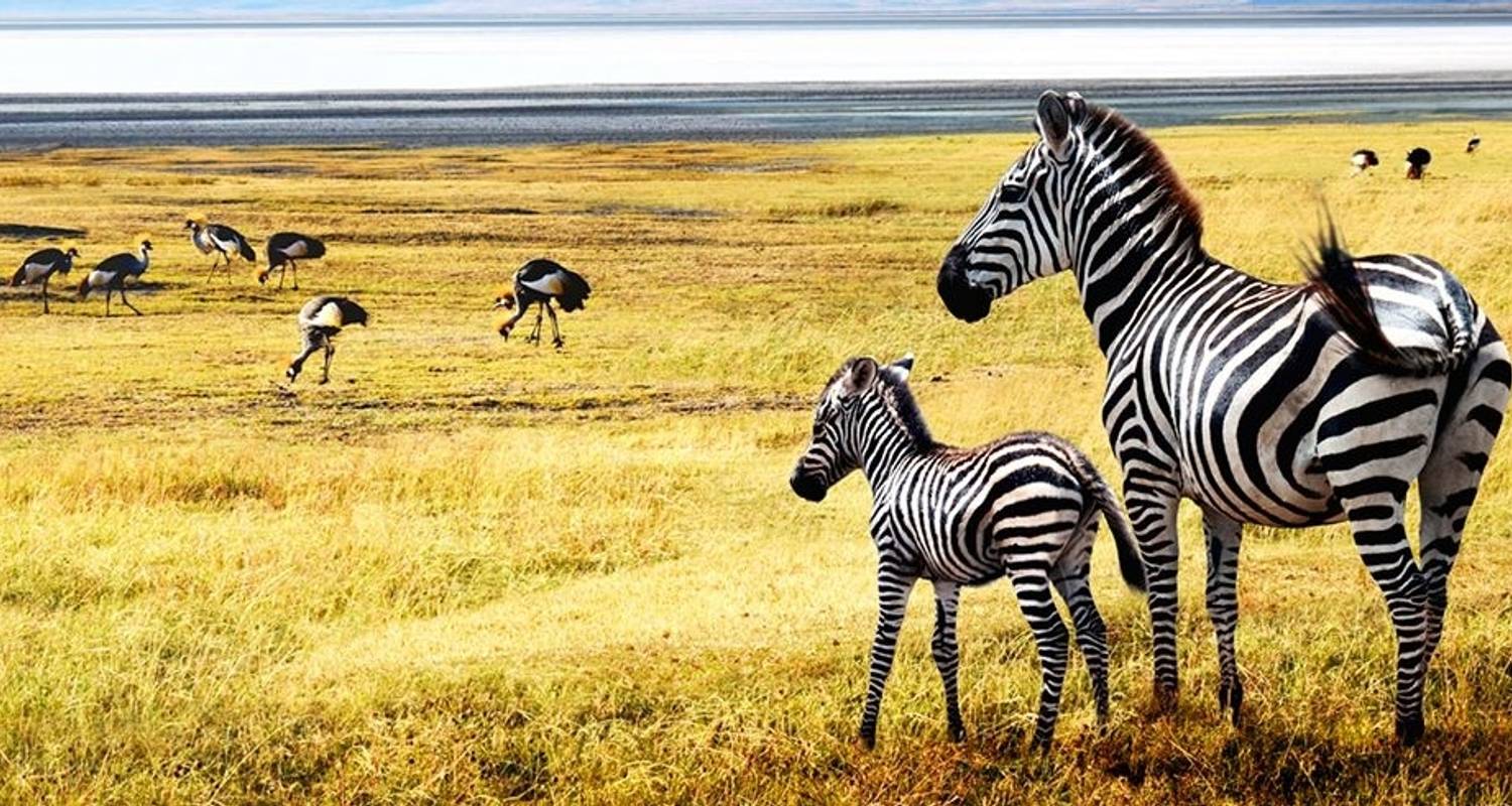 Tanzania: el Serengeti y más allá - Globus