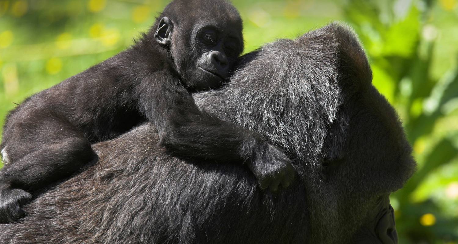 Uganda Overland – Berggorillas & Schimpansen - G Adventures