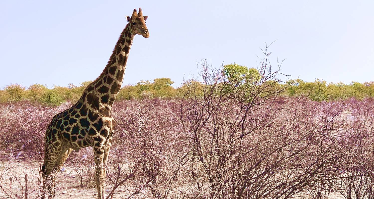 7 Day Namibian Highlights Accommodated Safari