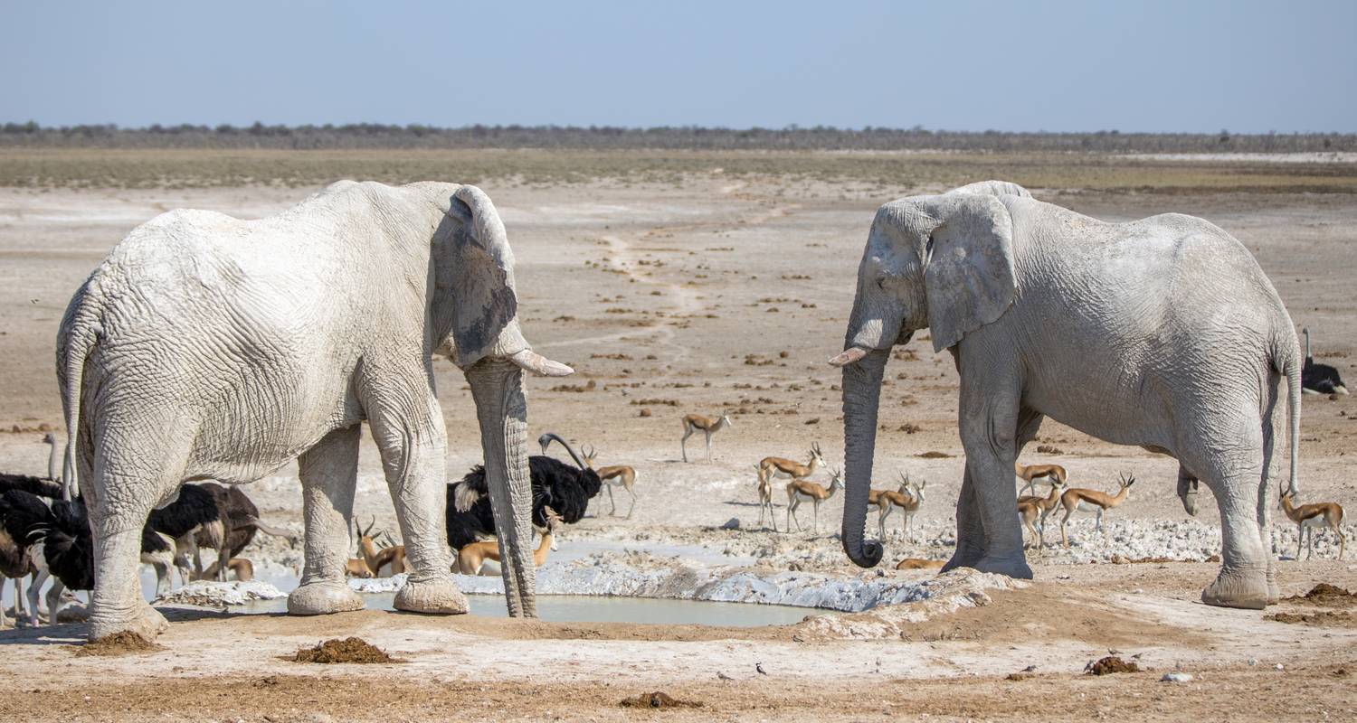 6 Day Dunes & Wildlife Accommodated Safari