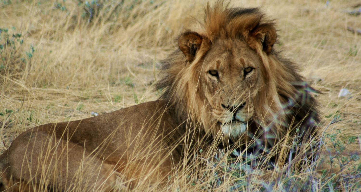 3 Day Etosha Express Accommodated Safari