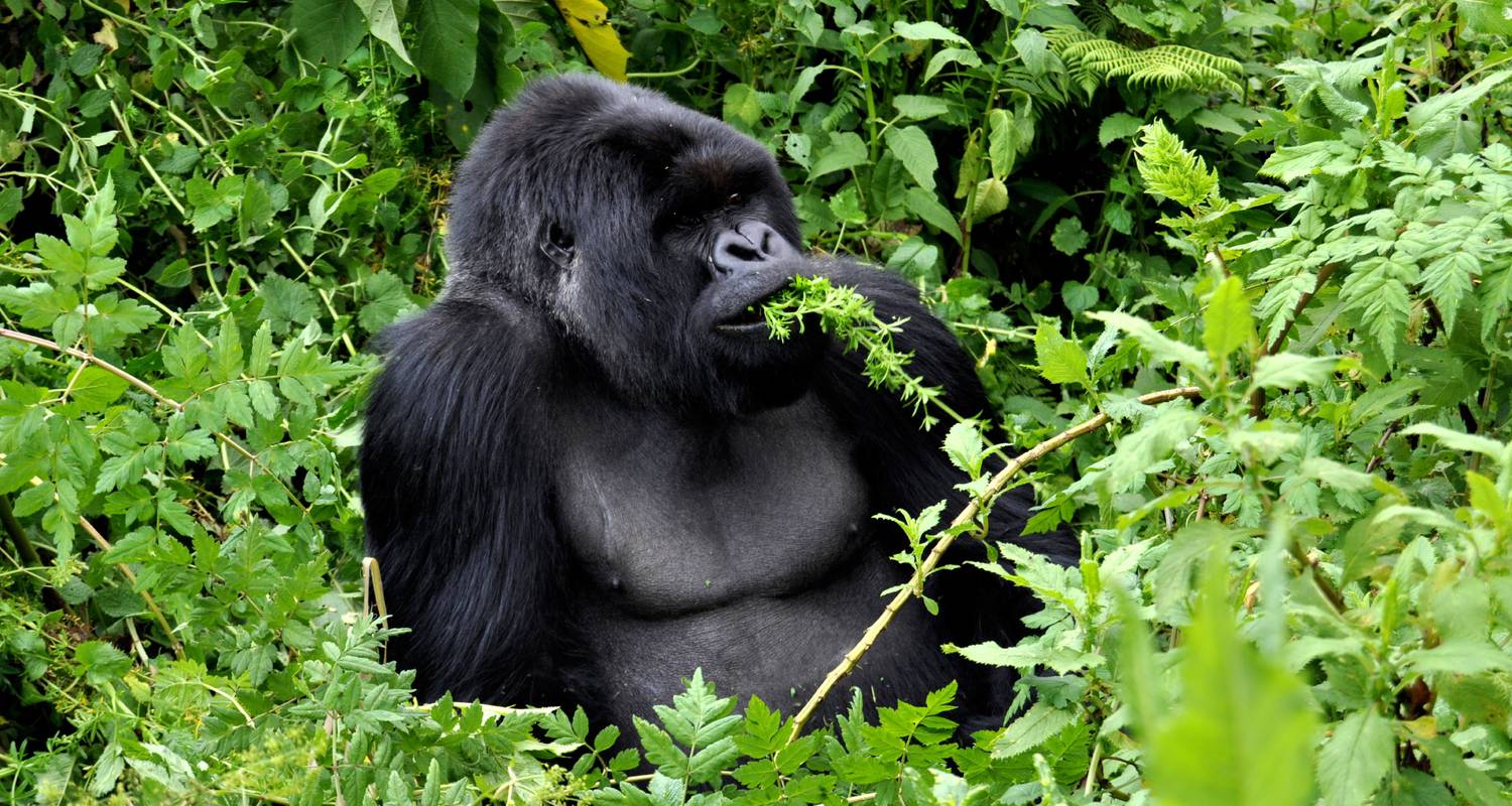 Uganda to Rwanda: Gorilla Treks & Safari Drives - G Adventures
