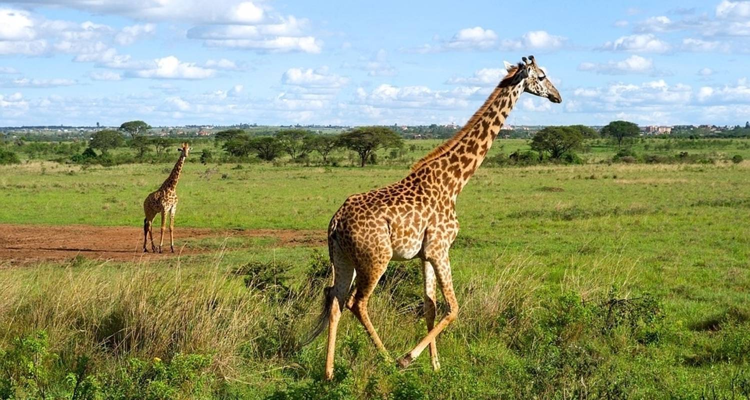 Corto safari en Kenia, con safaris en el Masai Mara - Absolute Africa