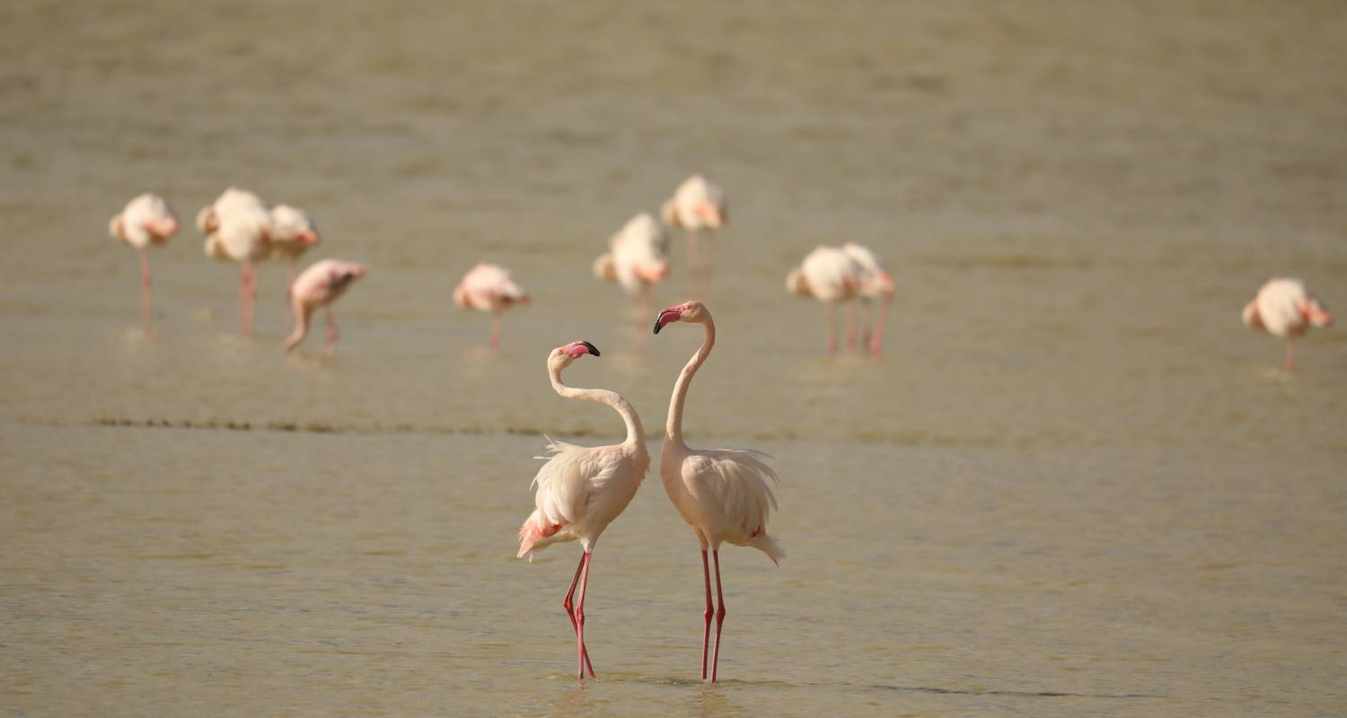 Safari 3D/2N au Ngorongoro et au lac Manyara - Bamba Travel