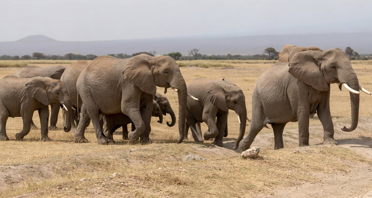 Amboseli Safari 3D/2N - Bamba Travel