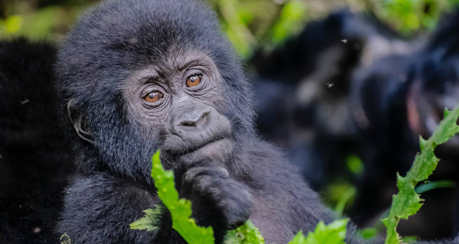 Gorillas & Volcanoes Safari 6D/5N - Bamba Travel