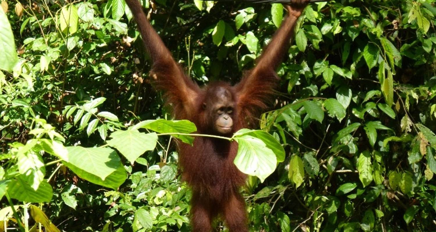 Sandakan Orangutan Experience 4D/3N - Bamba Travel