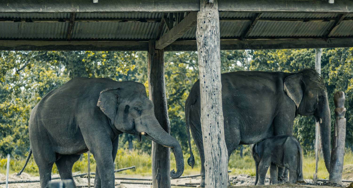 Safari Rondreizen in Himalaya Gebergte