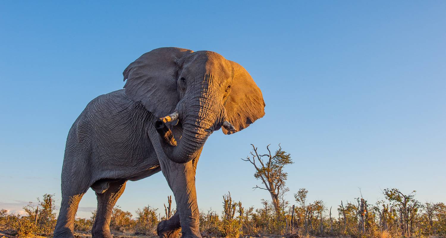 Group Tours & Trips in Chobe National Park