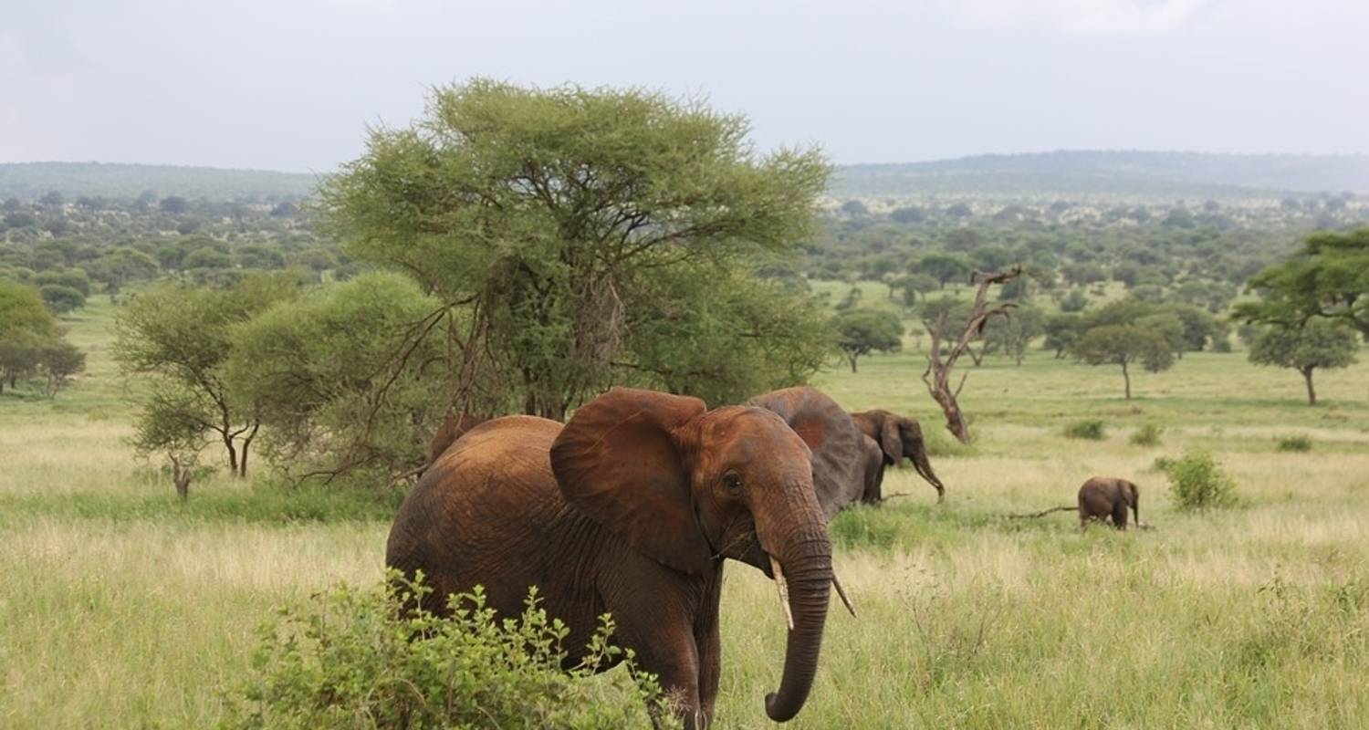 Circuito de un día - Parque Nacional de Tarangire - Sed Adventures Tours and Safaris