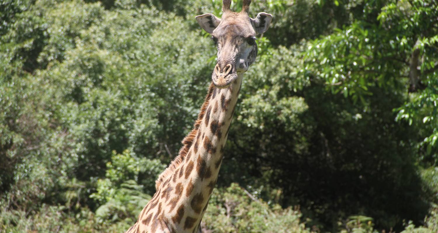 Nationaal park Arusha - dagtocht - Sed Adventures Tours and Safaris