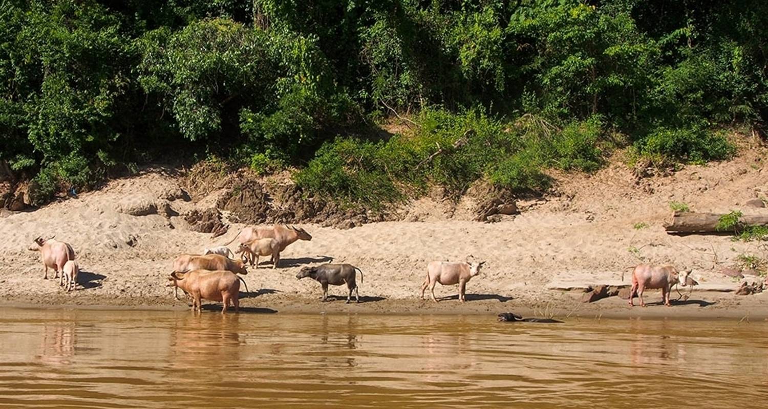 Voyage dans le Triangle d'Or : Vientiane - Chiang Mai 10 jours - Legend Travel Group