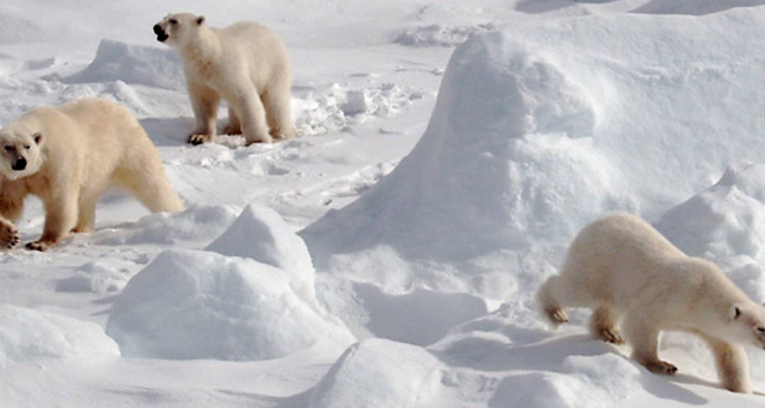 Realm Of The Polar Bear By G Adventures With 4 Tour Reviews Code Xvrpnx Tourradar