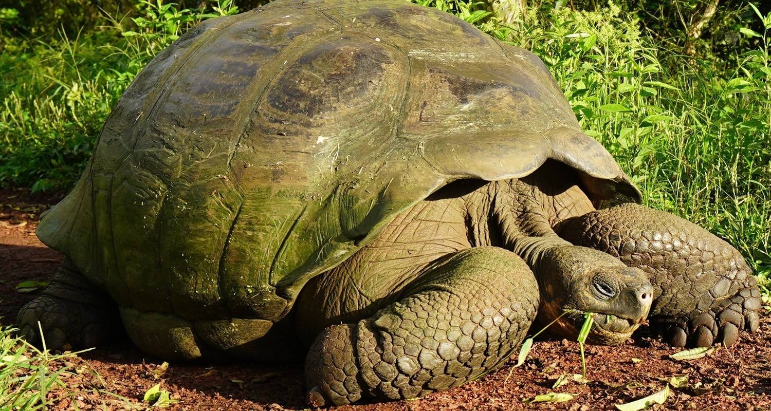 Le meilleur des Galápagos - Adventure Journeys