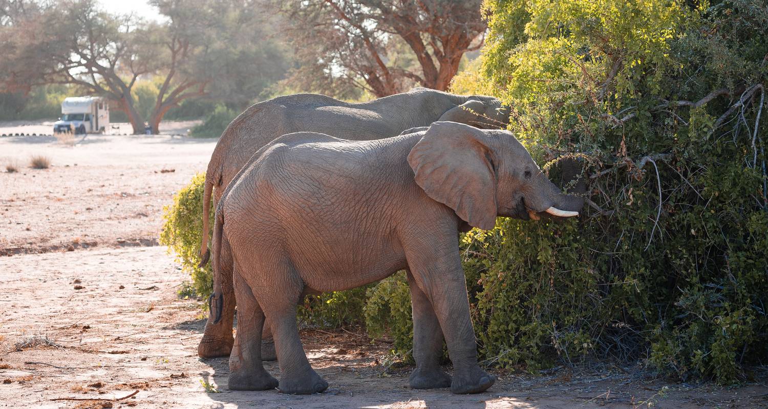 14 jours Parcs animaliers et gorilles (avec hébergement) - Acacia Adventure Holidays