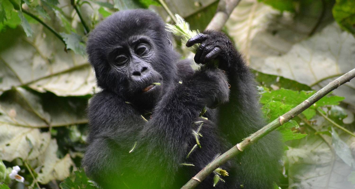 18-day Gorillas to the Mara (Camping) - Acacia Adventure Holidays