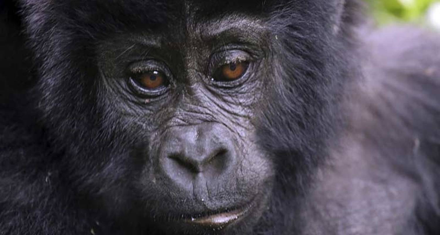 Schimpansen und Gorillas von Uganda - Exodus Travels