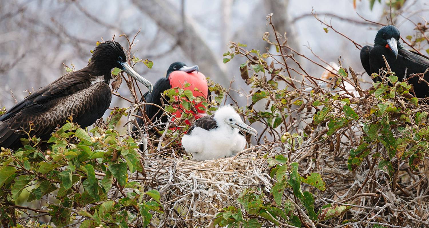 Pure Galapagos (Grand Daphne) - Intrepid Travel