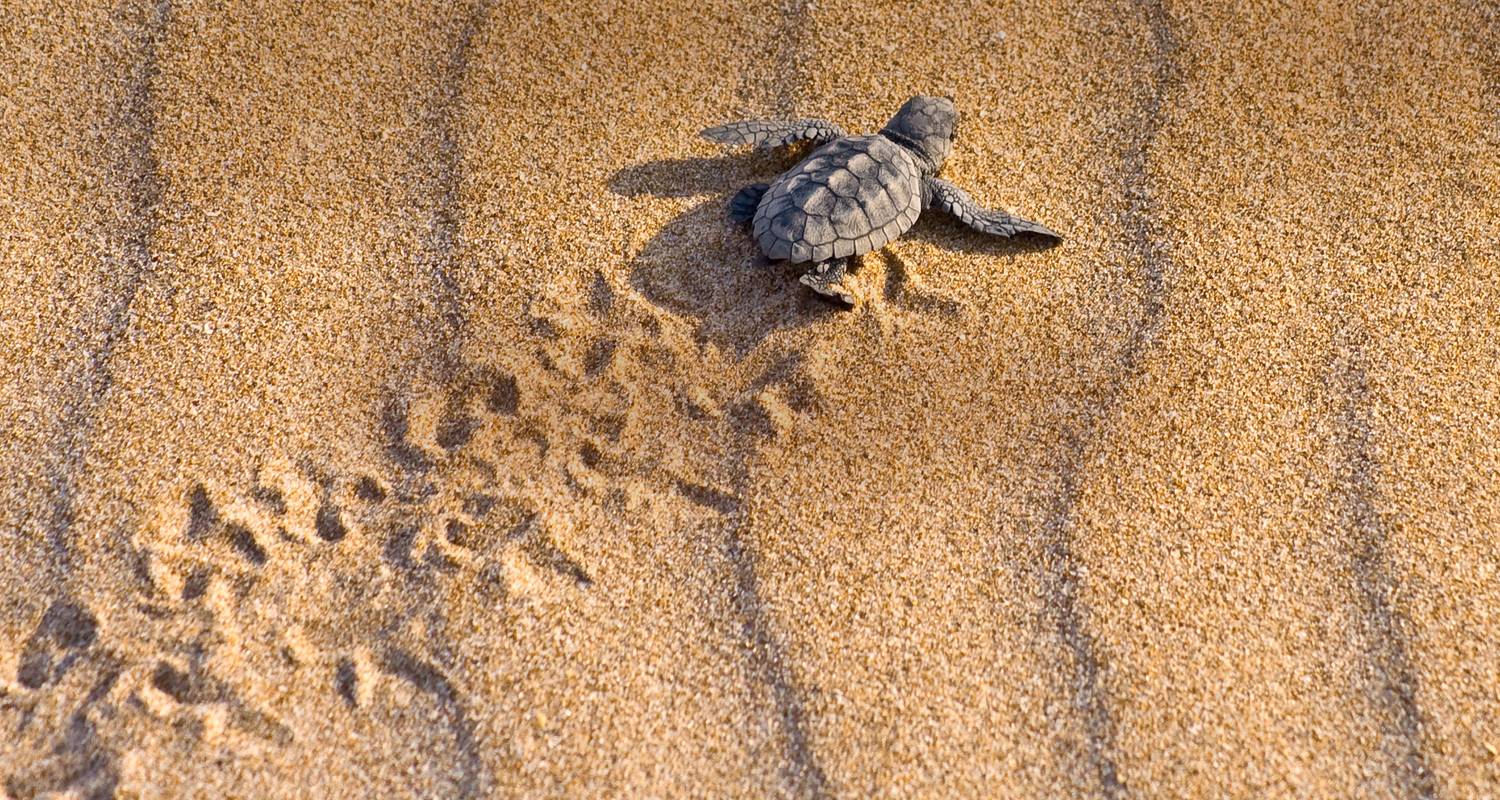 4-tägige Individualreise – Schildkröten & Tortuguero-Nationalpark - G Adventures
