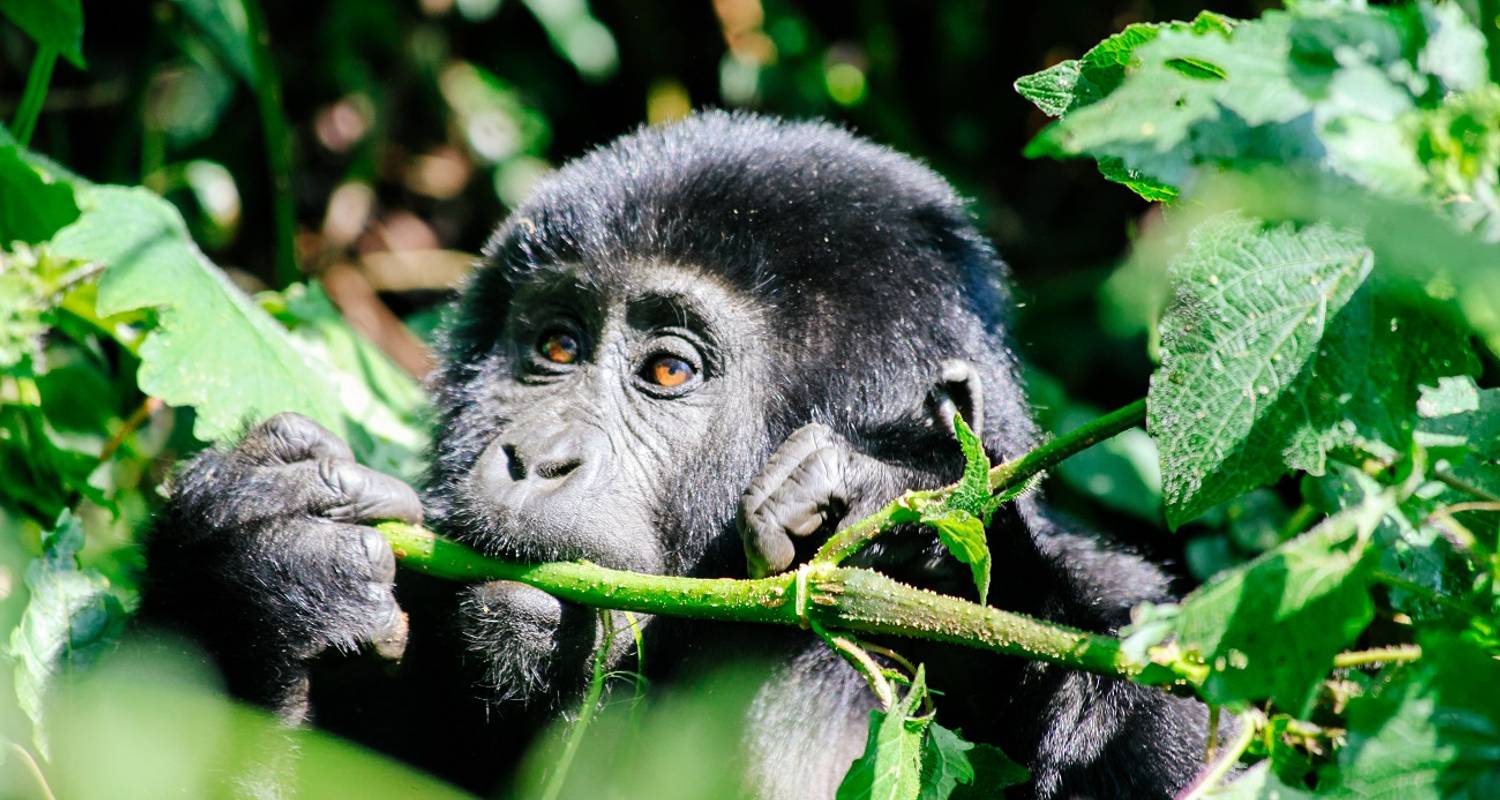 6-day Gorilla Encounter (Accommodated) - Acacia Adventure Holidays