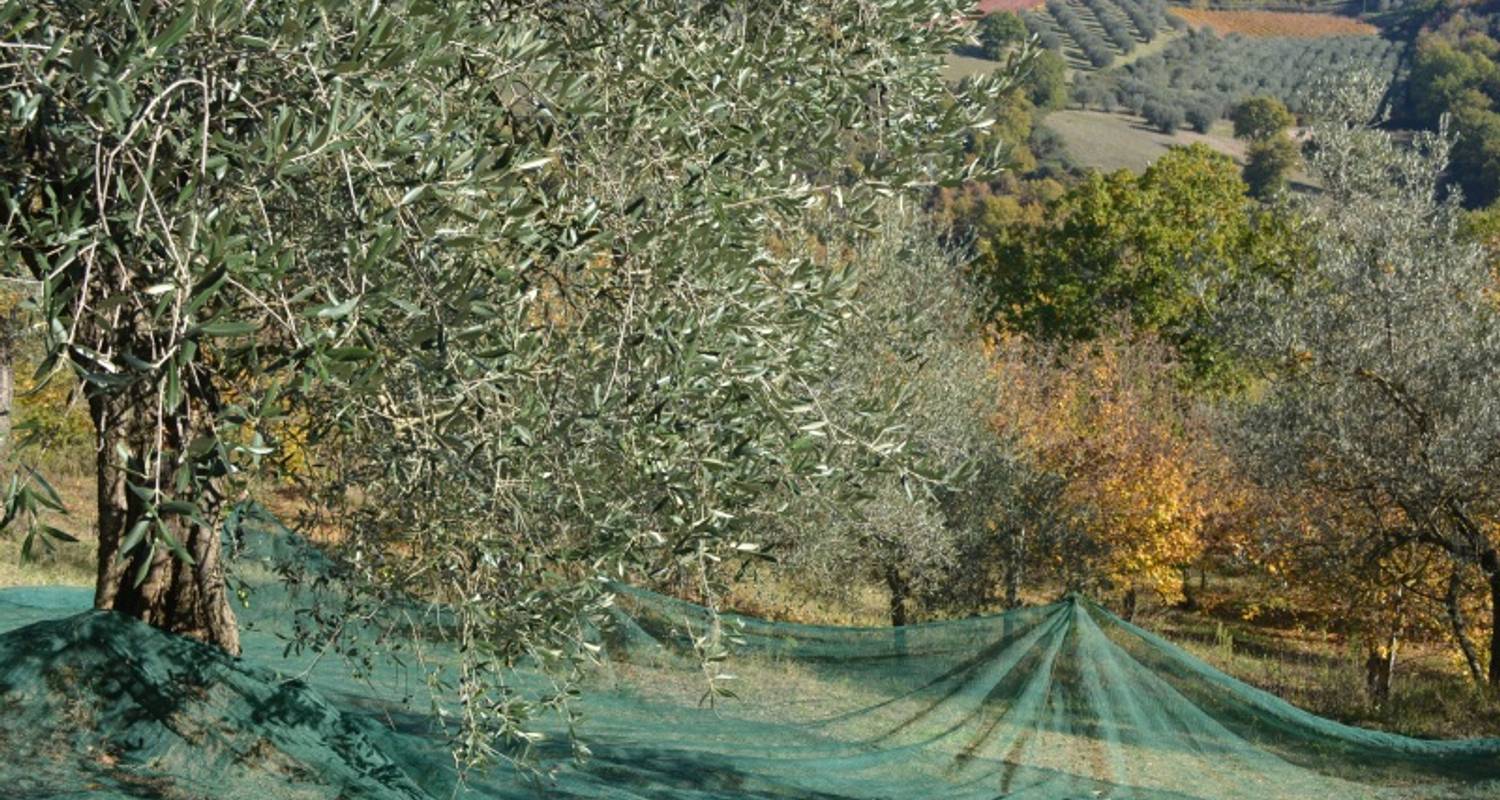 Olivenpflücken in Italien - Let's Cook in Umbria