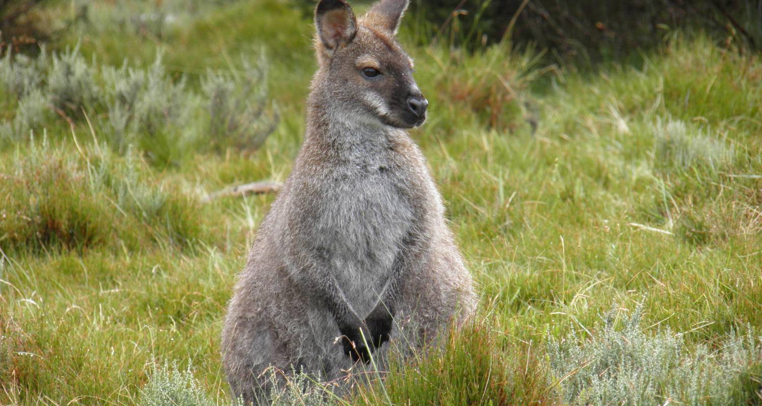 Explorer Six – 6 Day Tour of Tasmania by Under Down Under Tours