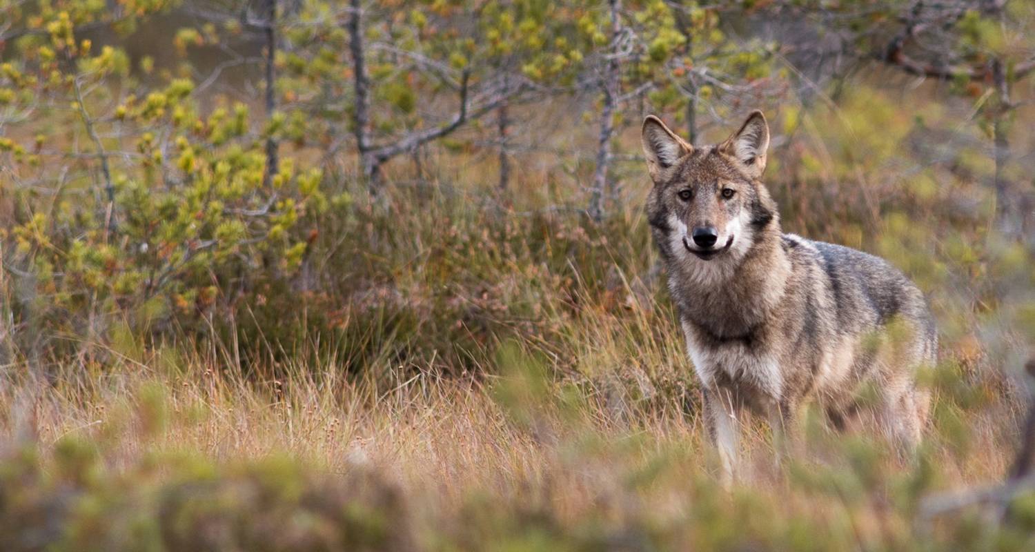 Wolves, Moose and Beavers in the Forests of Central Sweden - Wild Sweden