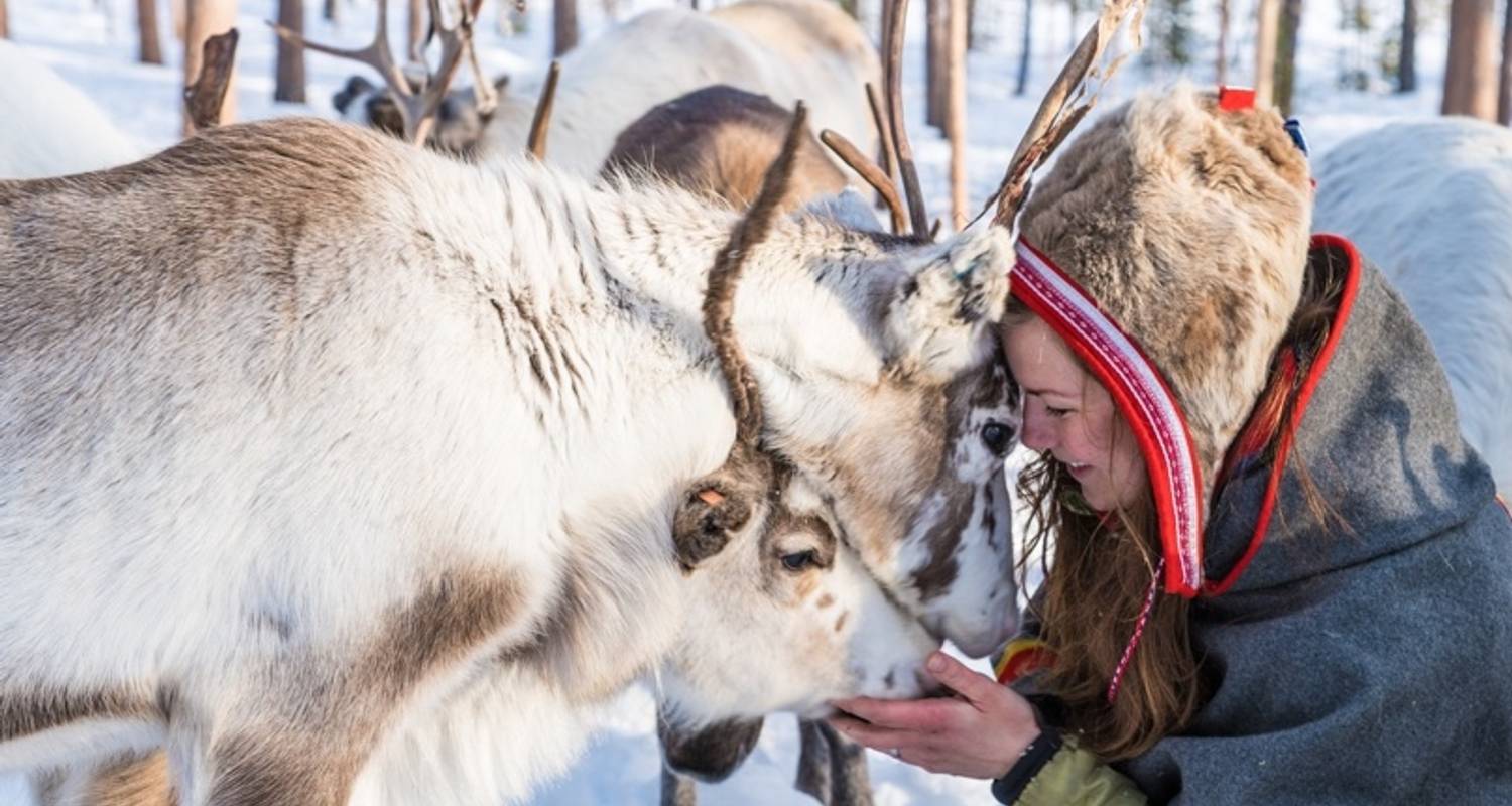 Northern Lights & wildlife in Swedish Lapland, 7 nights