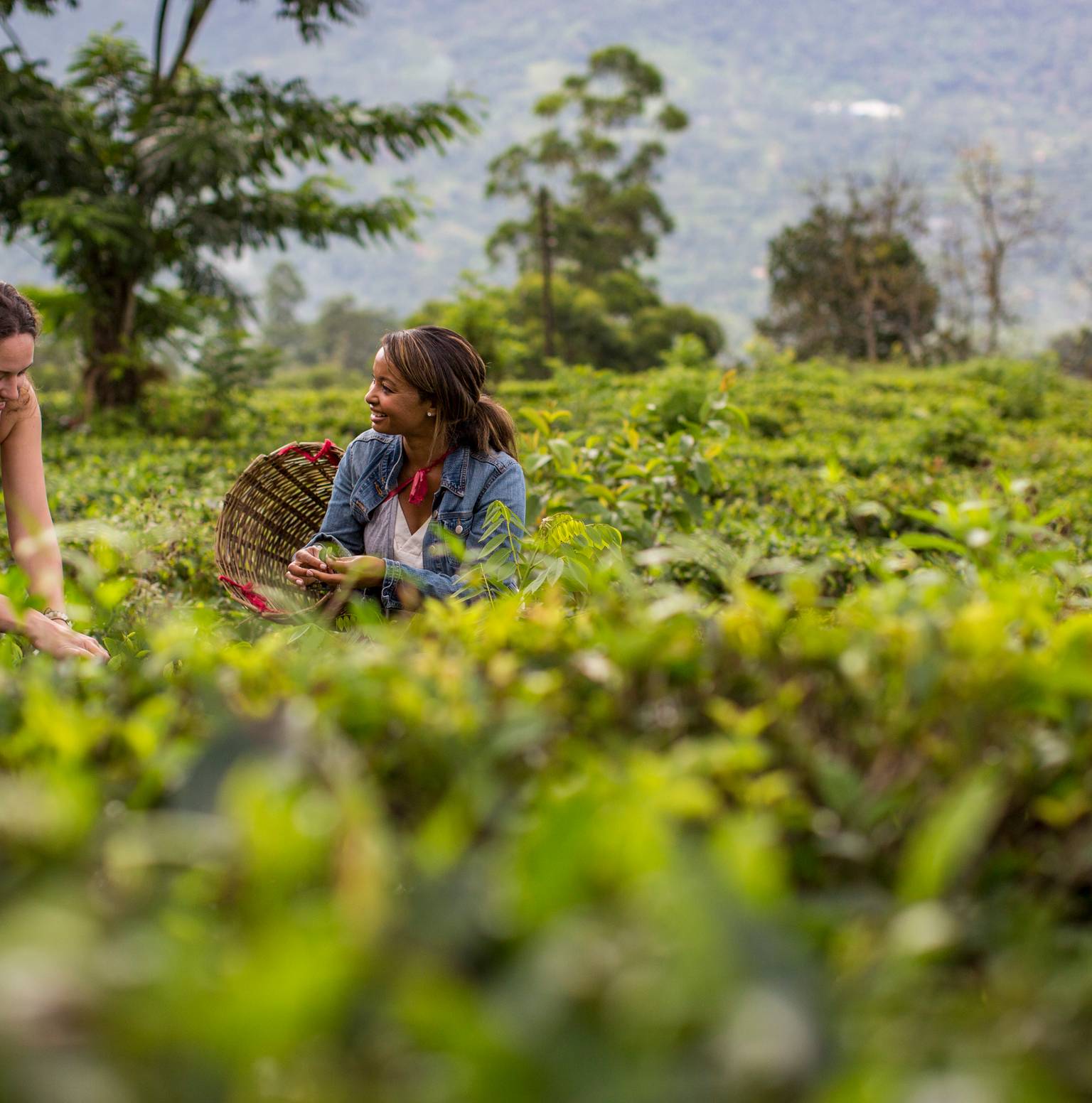 Kandy to Ella area (1B, 1D) — Nuwara Eliya