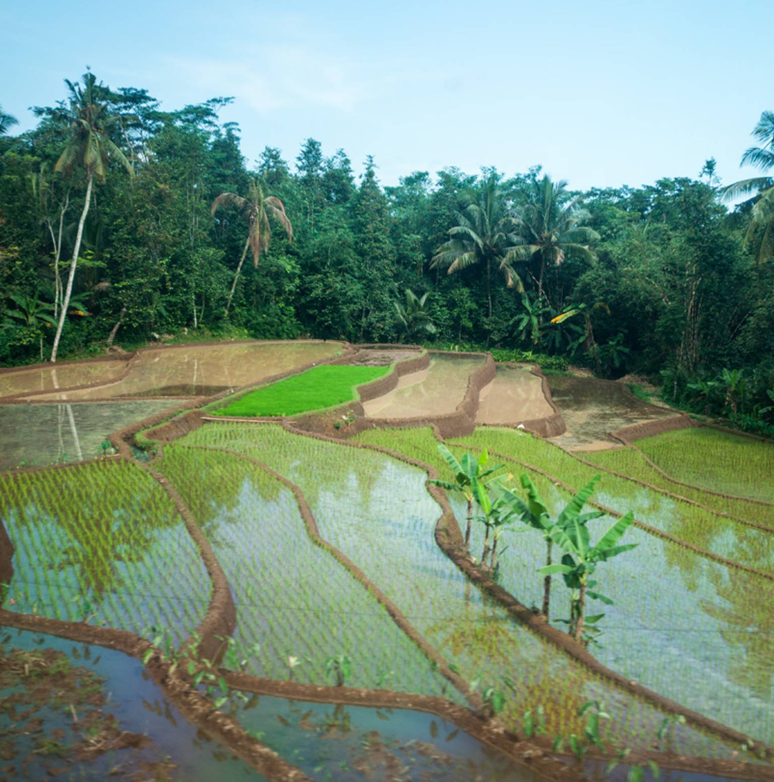 Bulian/Ubud (1B) — Ubud