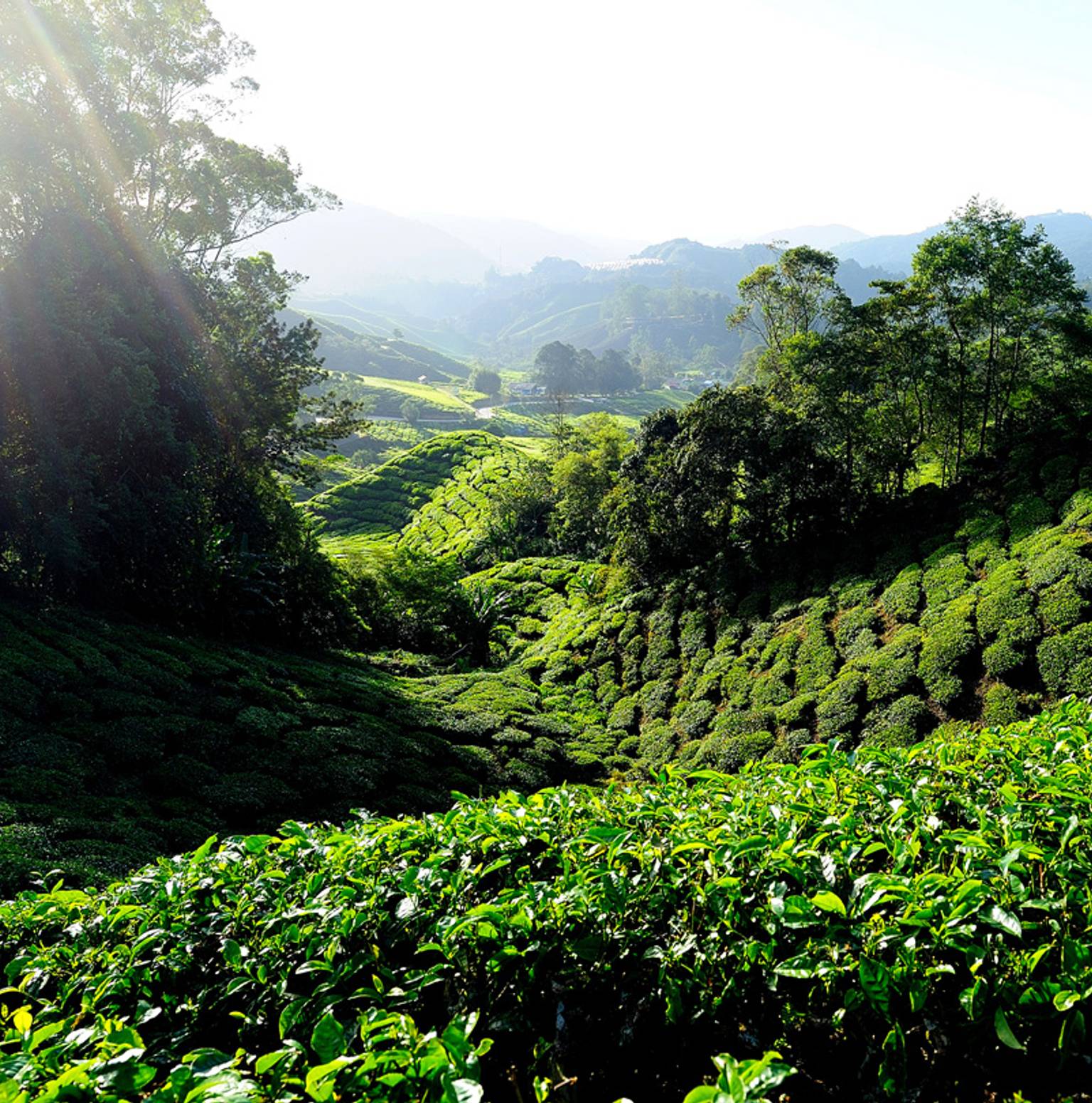 Chenderoh Lake/Cameron Highlands (1B) — Cameron Highlands
