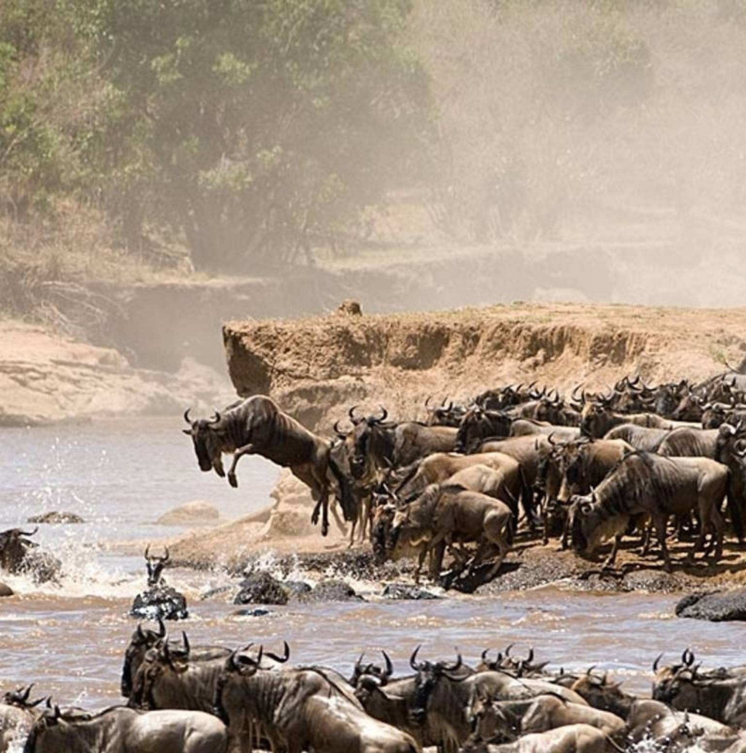 TARANGIRE NATIONAL PARK TO SERENGETI NATIONAL PARK — Tarangire National Park