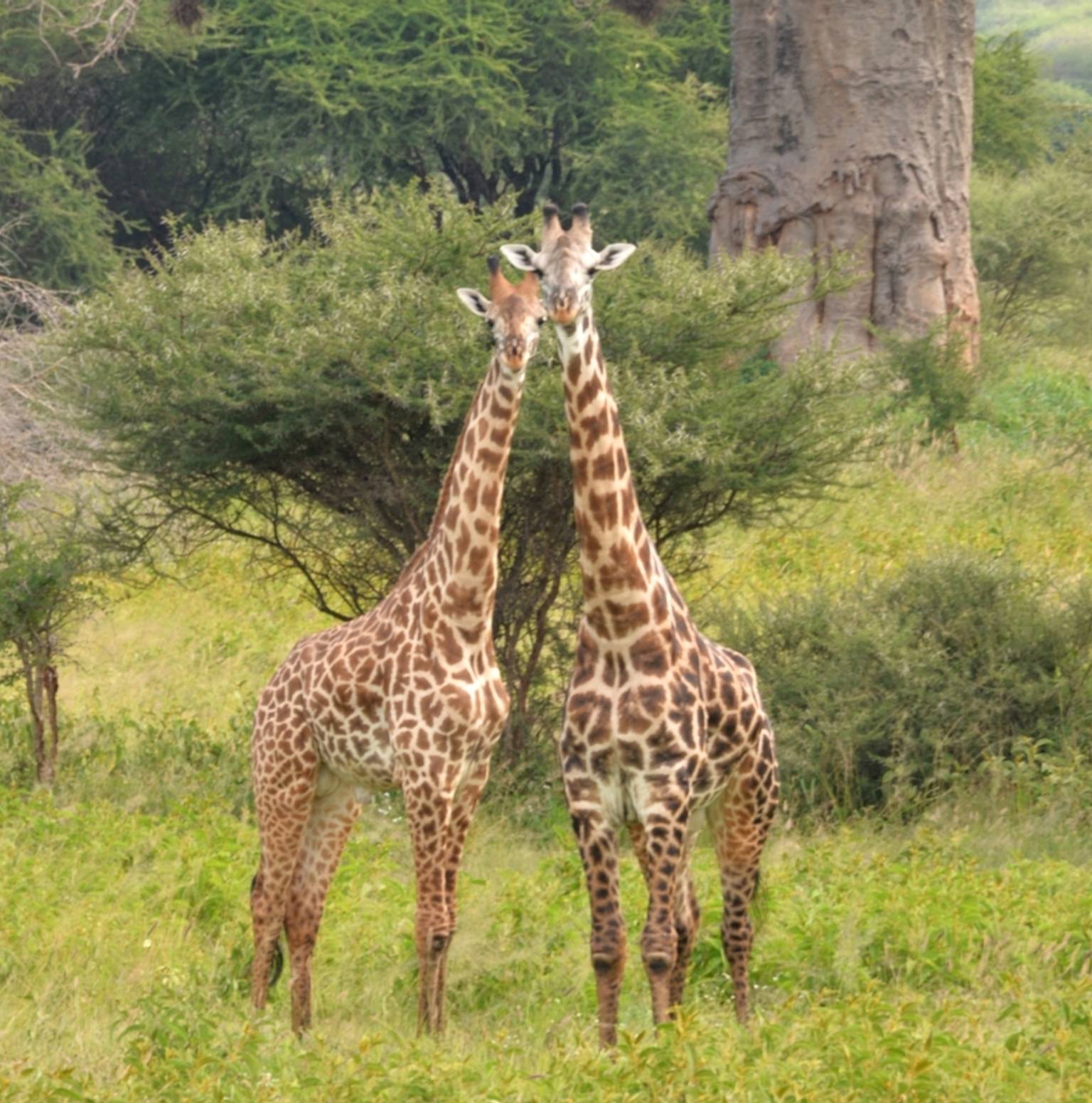 ARUSHA TO TARANGIRE NATIONAL PARK — Arusha