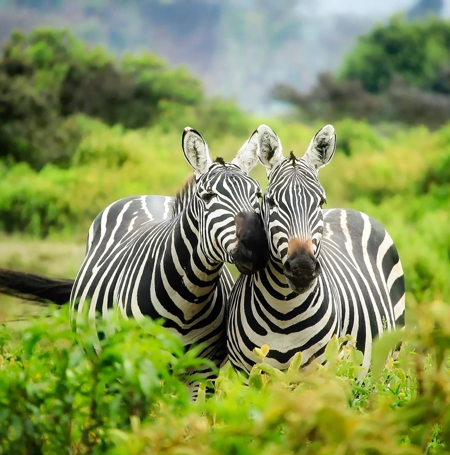 Masai Mara — Lake Victoria